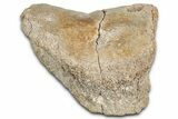 Fossil Hadrosaur Phalanx (Toe) Bone - Wyoming #349475-1